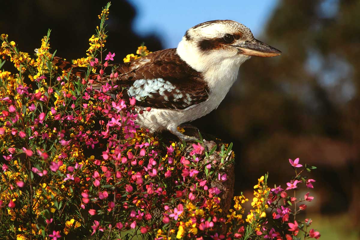 Kookaburra bird, Australia with GeoEx