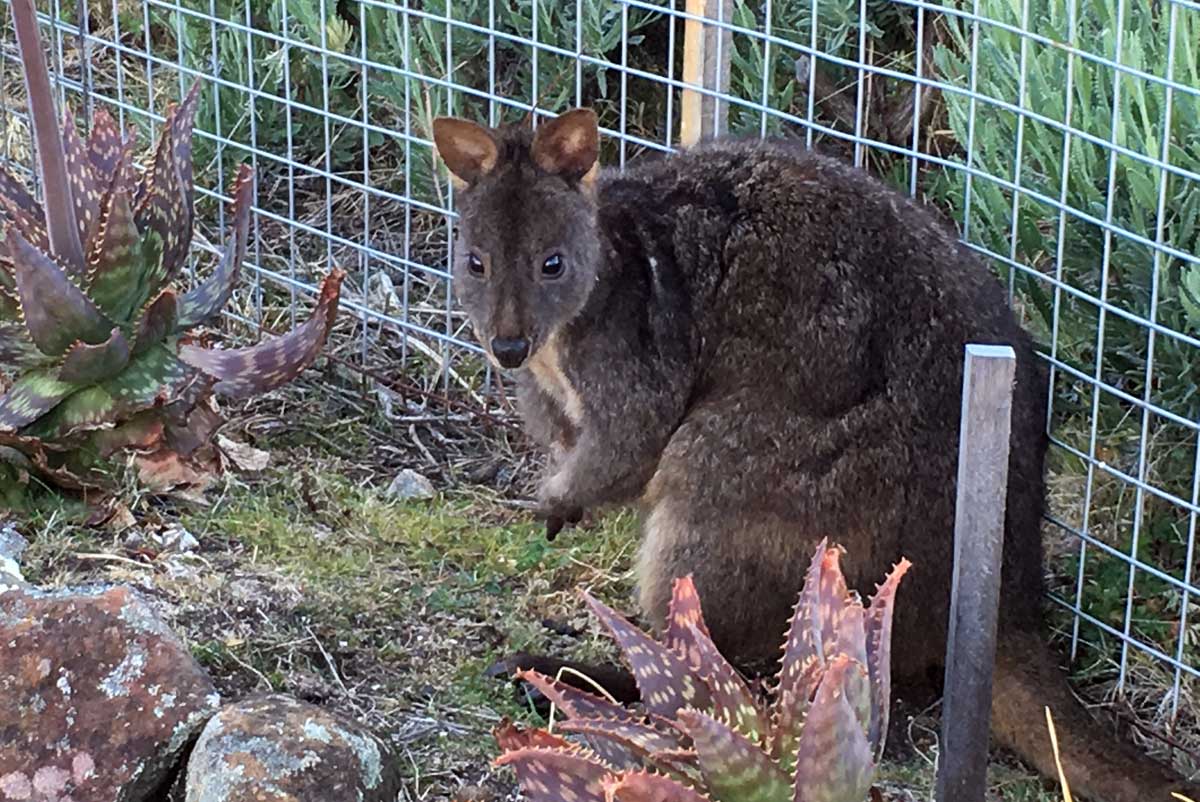 Pademelon on Maria Islanda, Tasmania with GeoEx