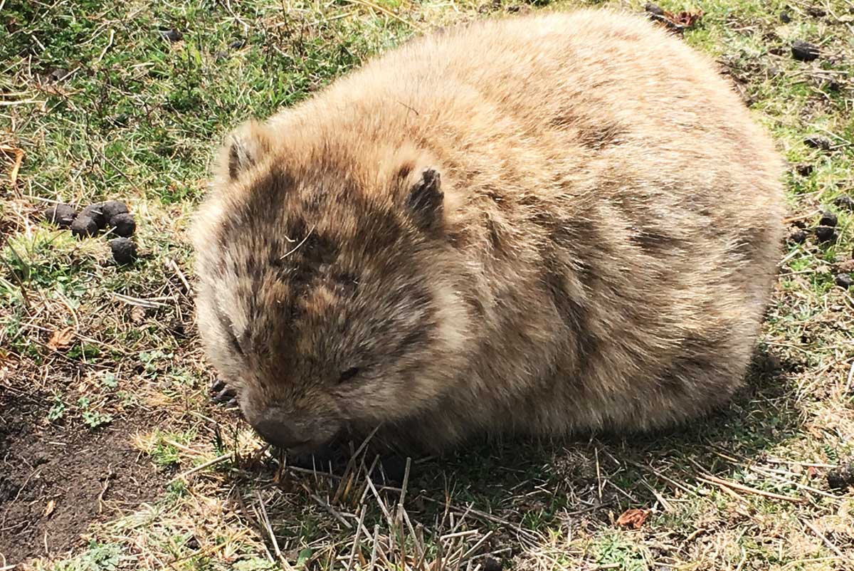 Wombat on Maria Island, Tasmania with GeoEx