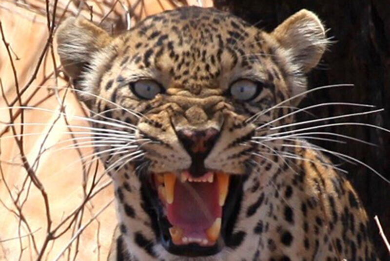 Leopard snarling in Tanzania