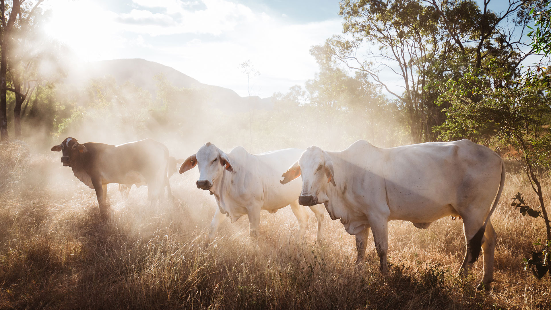 Cattle Station at Mt. Mulligan Lodge, Queensland, Australia