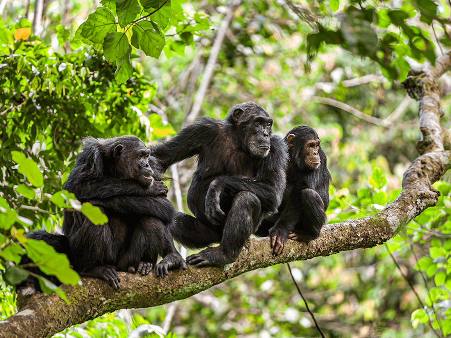 Chimpanzees in Mahale Mountains National Park