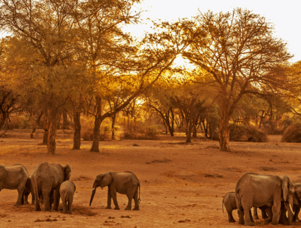 Elephants in Ruaha National Park