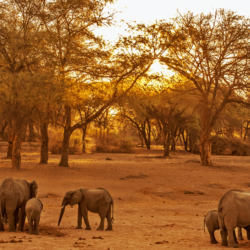 Elephants in Ruaha National Park