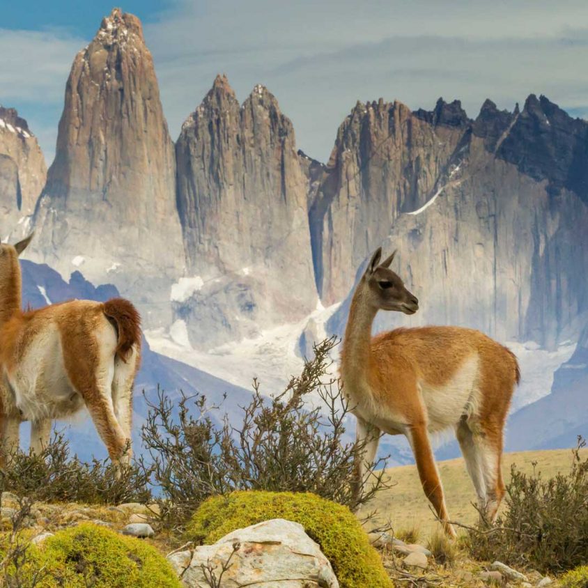 Guanacos in field, Torres del Paine, Patagonia