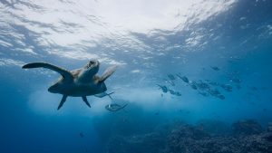 Underwater view of Pacific sea turtle off Darwin Island, Galapagos