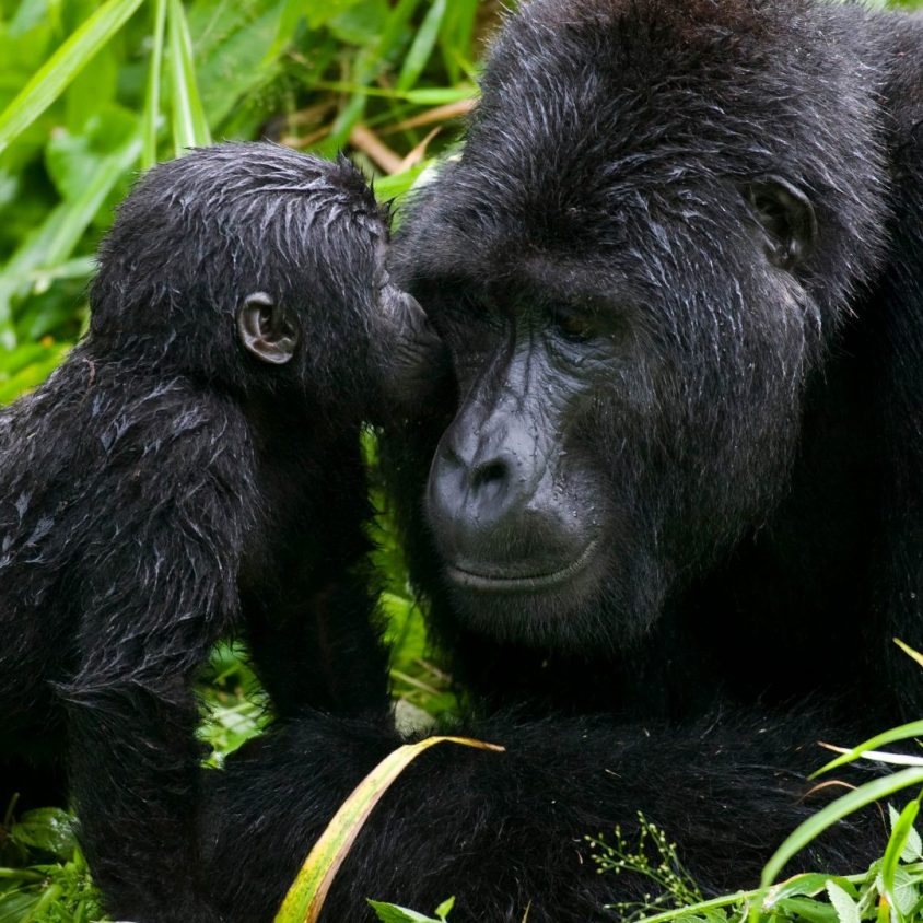 Infant mountain gorilla kisses silverback Bwindi Impenetrable National Park, Uganda