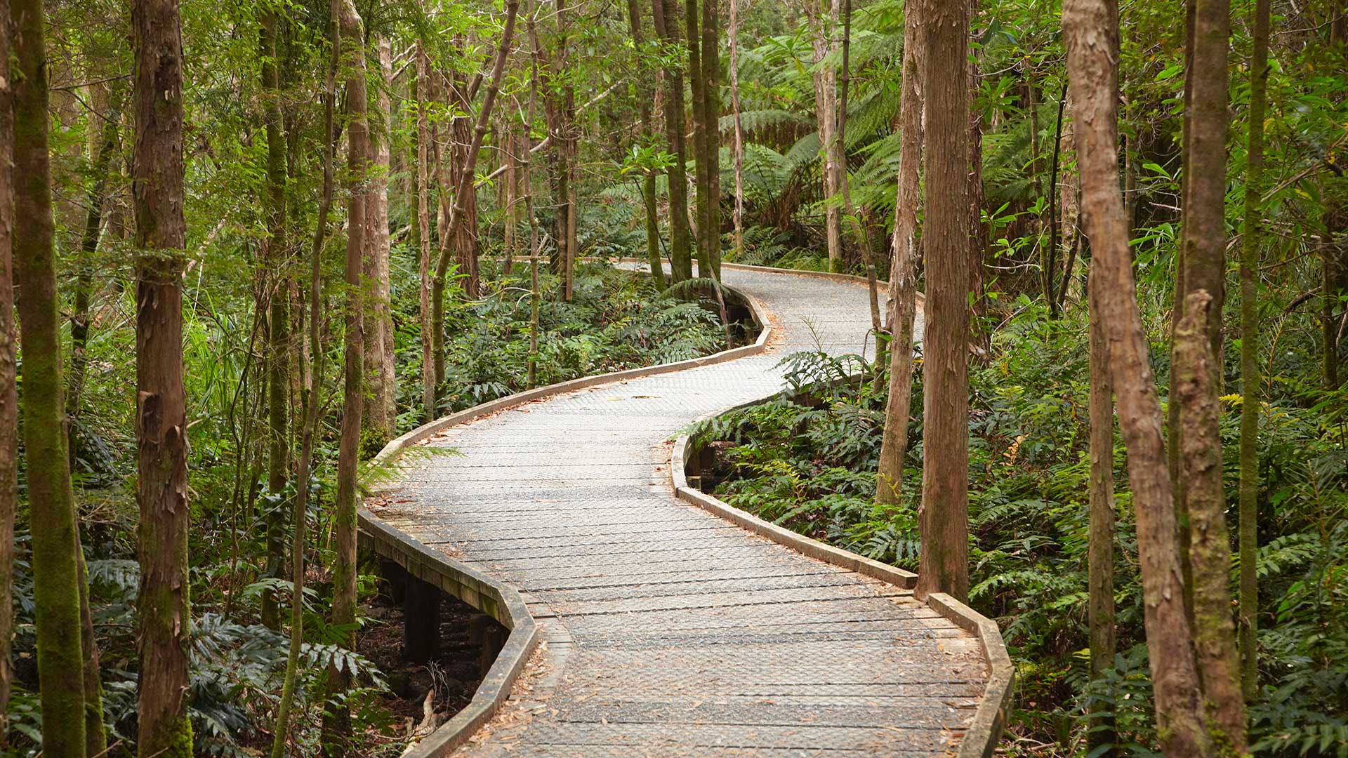 Boardwalk to Nelson Falls, Franklin - Gordon Wild Rivers National Park, Western Tasmania, Australia