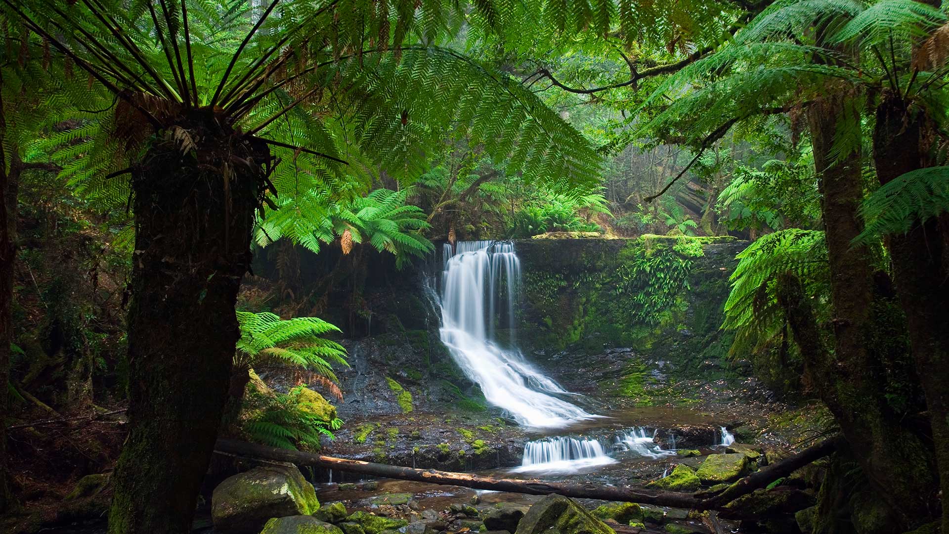 Mt Field National Park. Horseshoe Falls