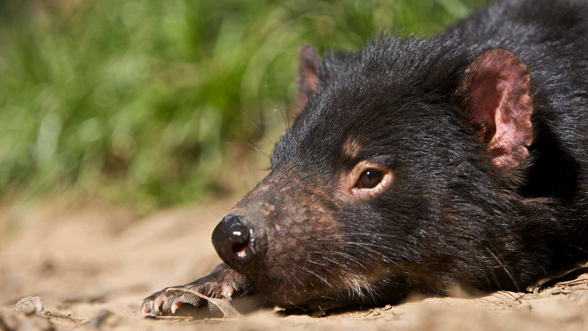 Tasmanian Devil at Trowunna Wildlife Sanctuary