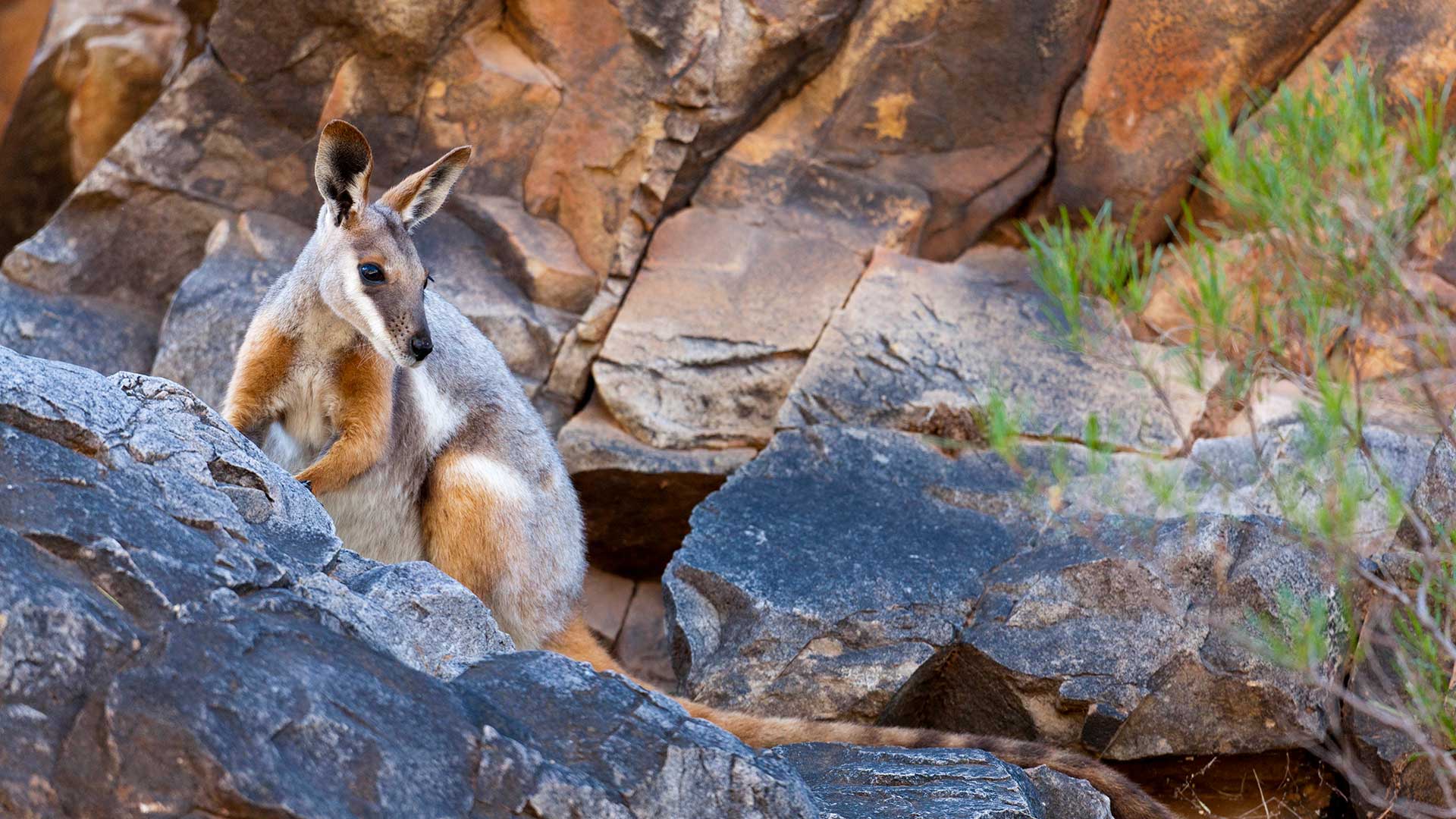 Yellow-Footed Rock-Wallaby