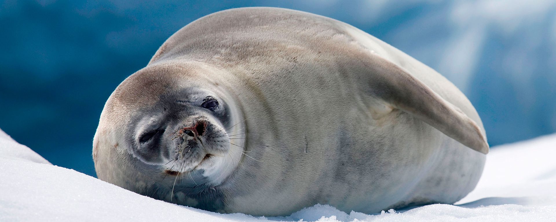 Crabeater seal resting on iceberg in Antarctic sea at Trinity Island, Antarctica