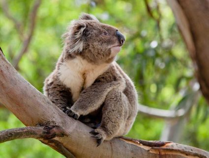 A koala sitting on a eucalyptus tree, a must-see on a tour of Tasmania and Melbourne, Australia.