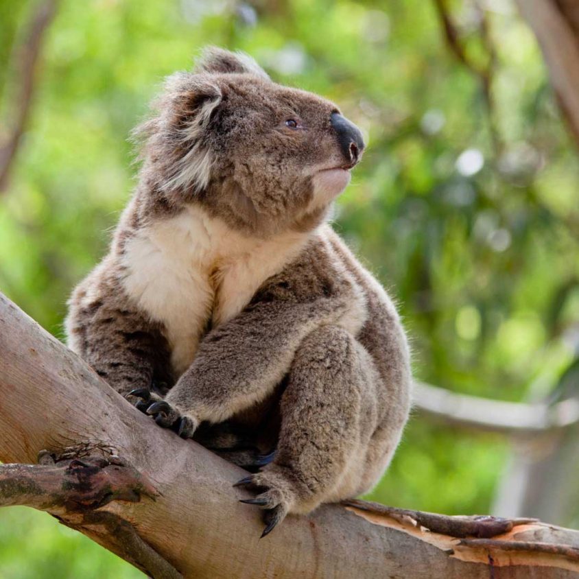 A koala sitting on a eucalyptus tree, a must-see on a tour of Tasmania and Melbourne, Australia.