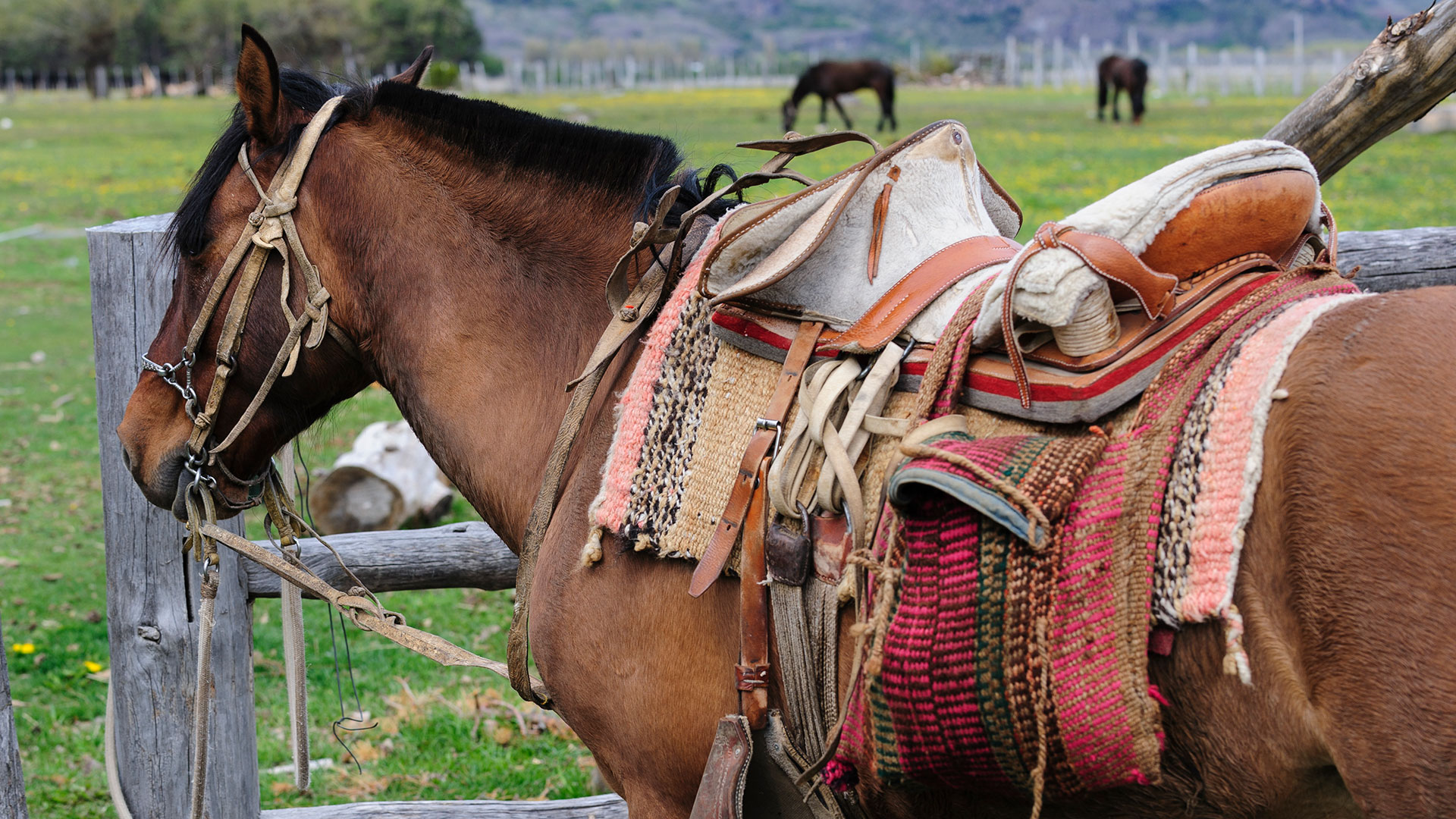 Horse with traditional Chilean saddle, Cerro Castillo, Chile