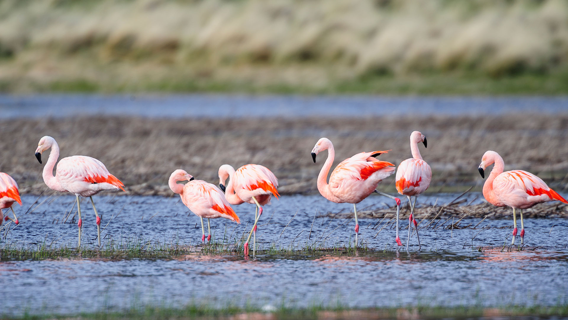 Chilean flamingo in Patagonia National Park, Chile