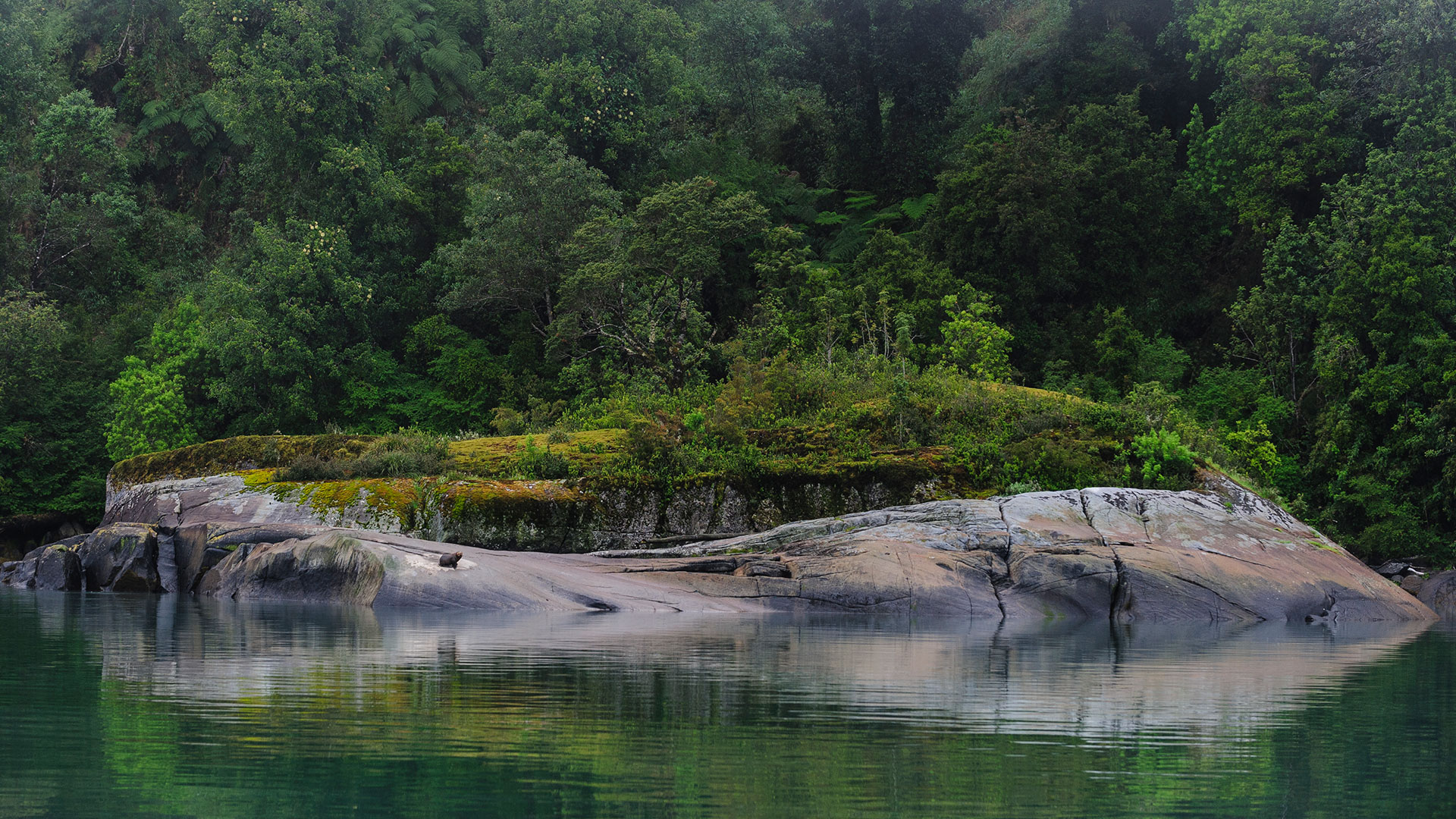 Southern sea lion on rock in Pumalin National Park, Chile