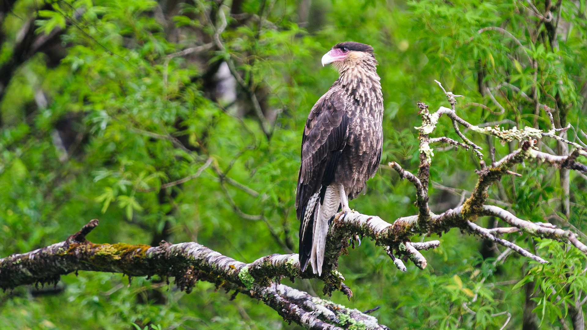 Crested Caracara in Laguna San Rafael National Park, Chile