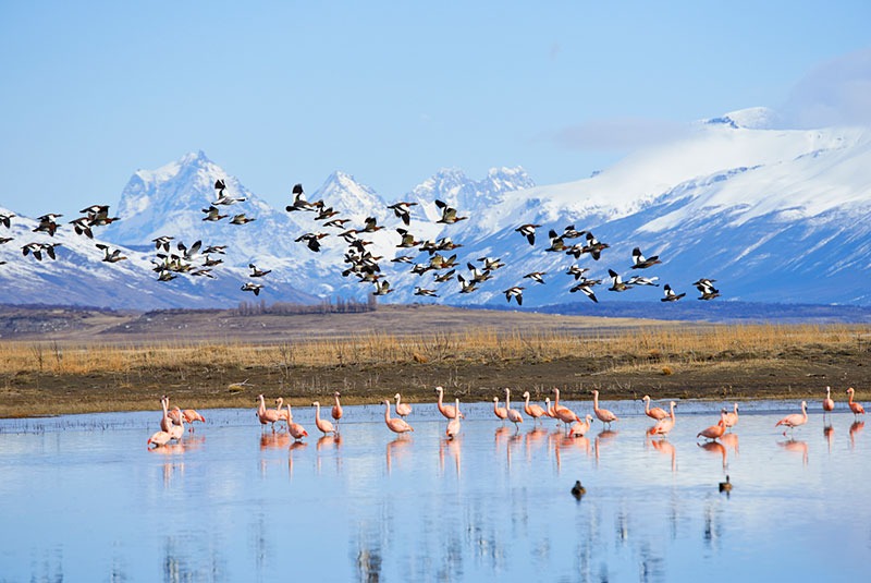 Pink flamingos and geese on Lago Argentino, El Calafate, Patagonia