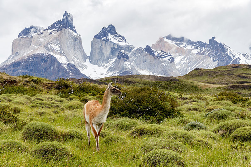 A guanaco stands amidst the grass with mountains in the background in Patagonia's Torres del Paine National Park.