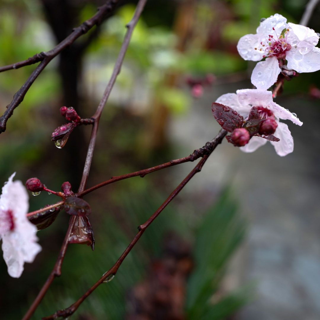 Cherry Blossoms in Japan