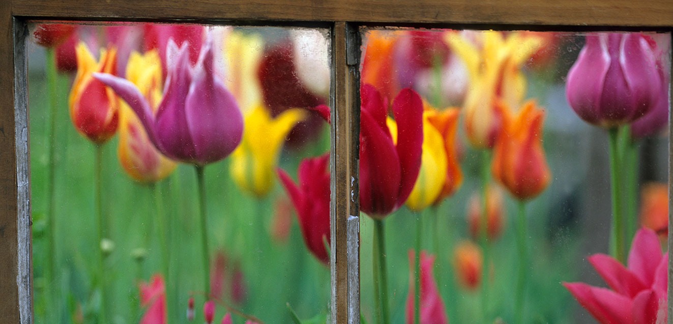 Spring garden behind old window.