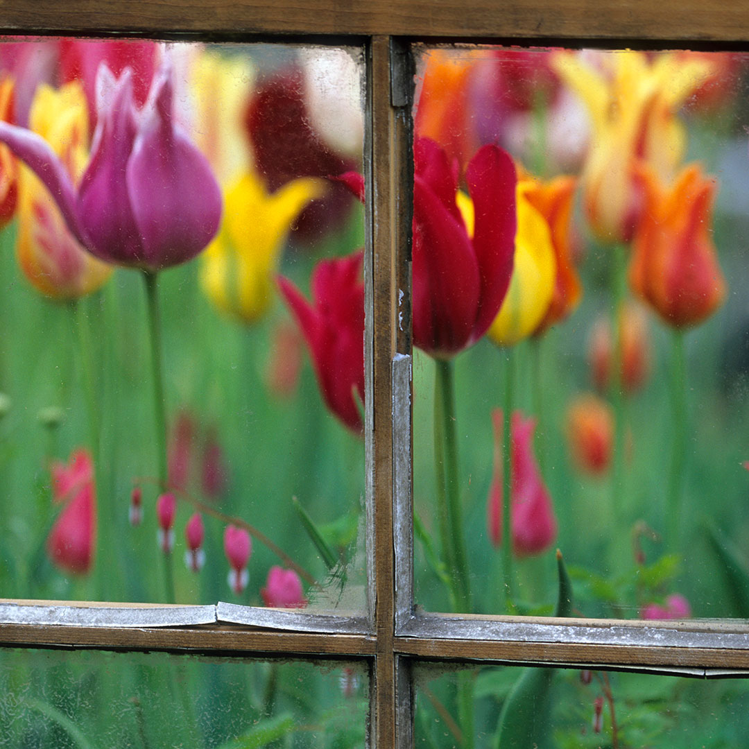 Spring garden behind old window.