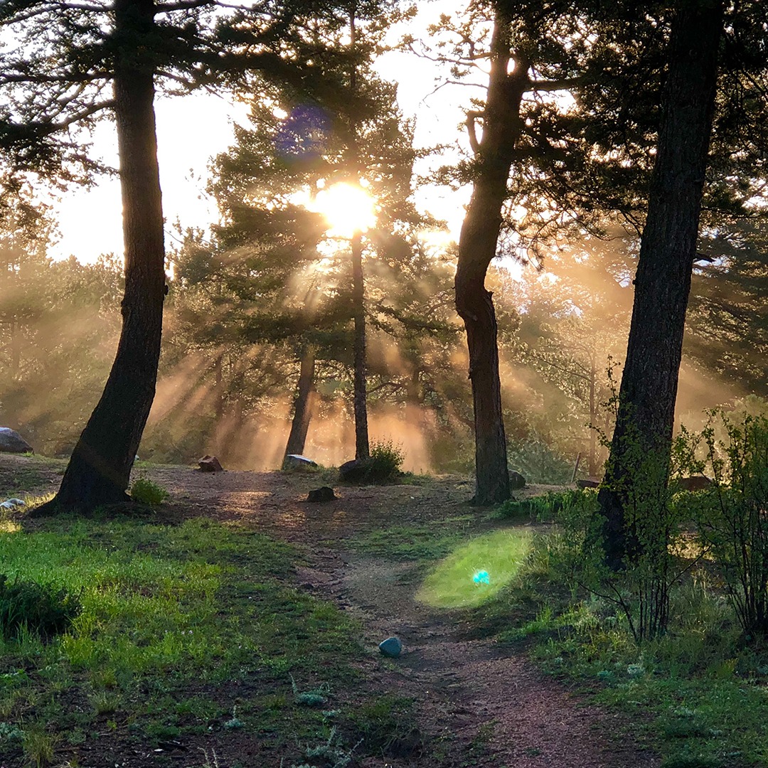 Sunlight peering through trees.