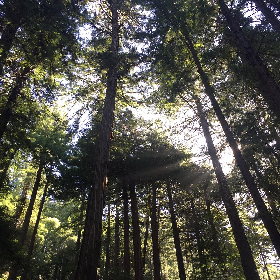 Grove of trees in Muir Woods, California