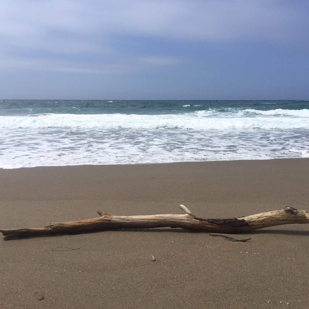A piece of driftwood and waves at North Beach, Point Reyes
