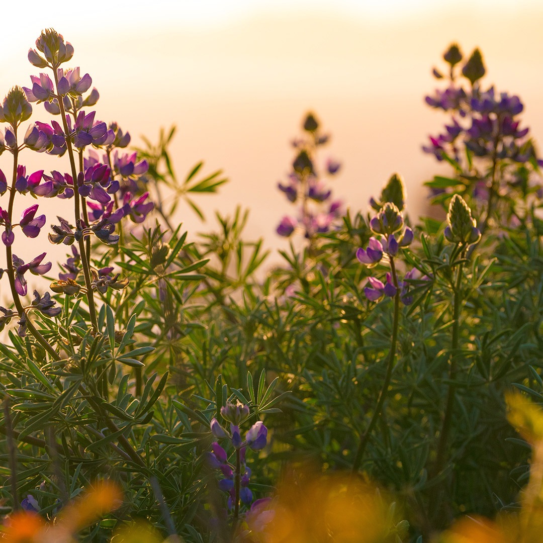 Wildflowers in bloom
