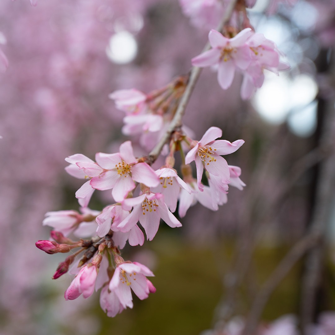 Cherry blossoms in bloom in Kyoto, Japan