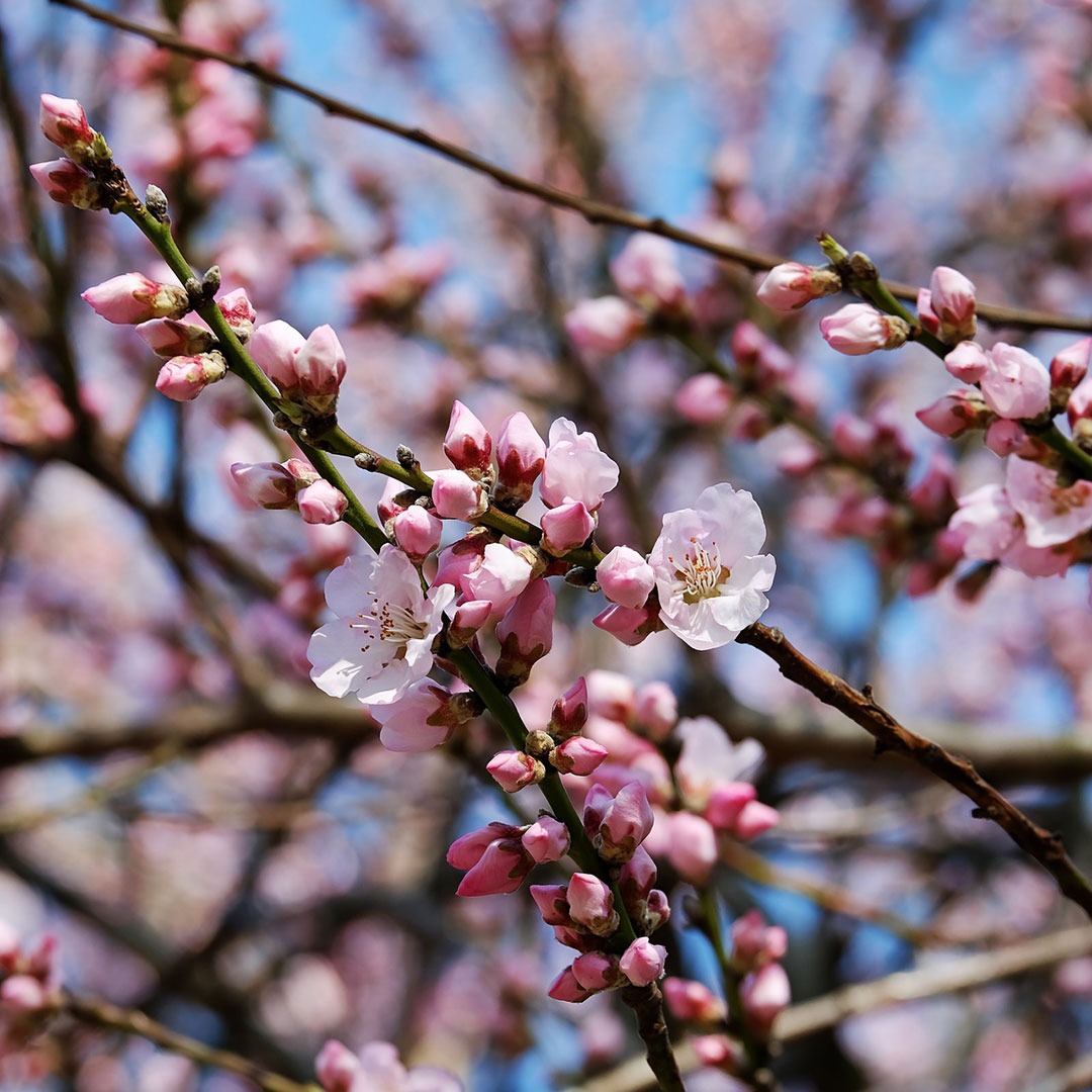 Budding cherry blossoms in Japan