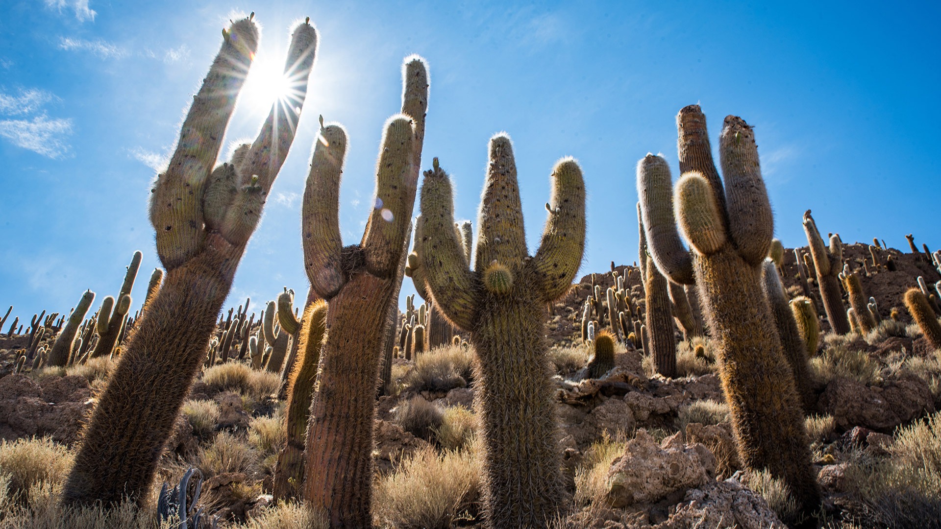 Towering cacti on Incawasi Island on Salar de Uyuni, Bolivia