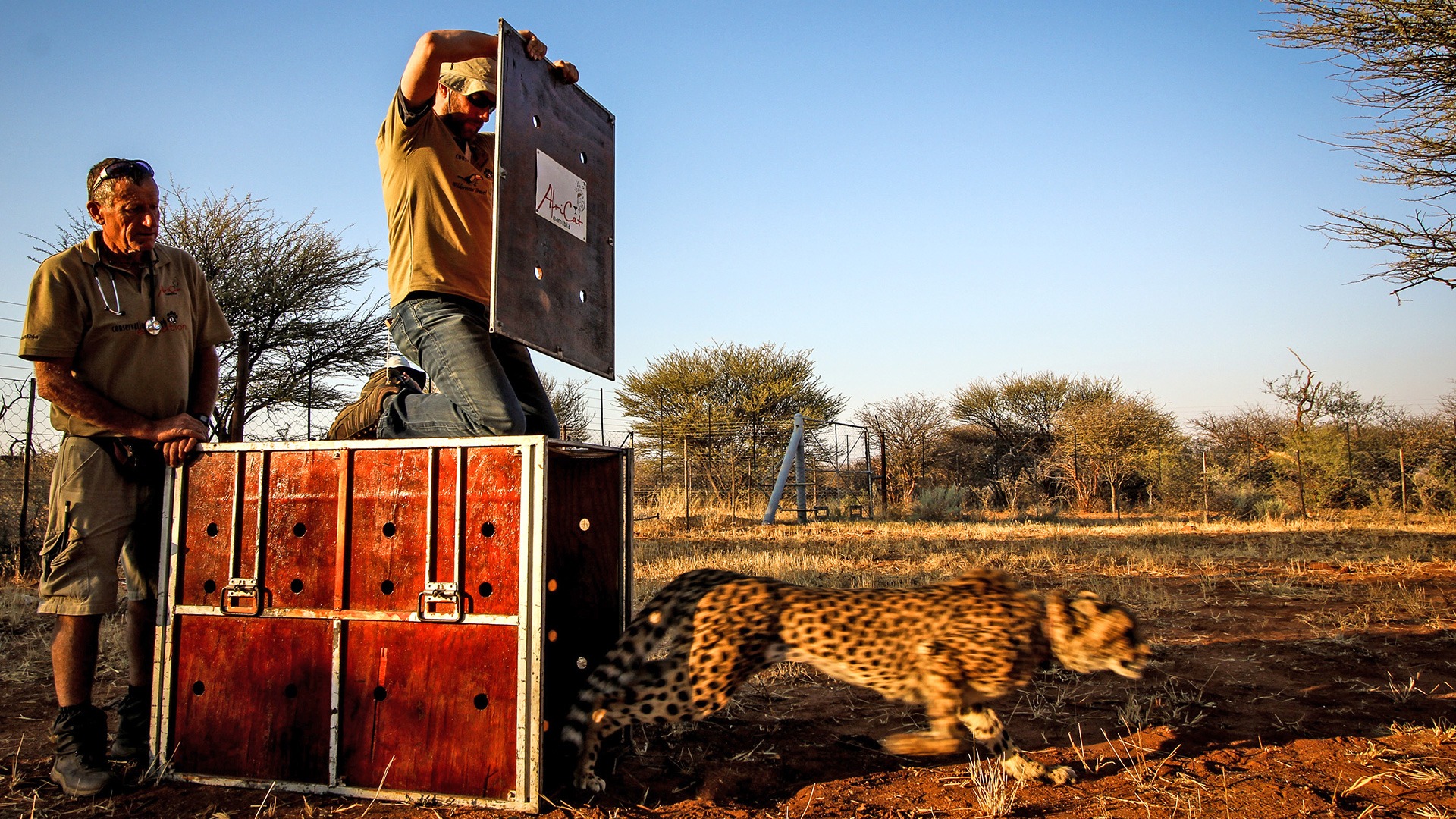 AfriCat Foundation worker release cheetah into the wild, Namibia