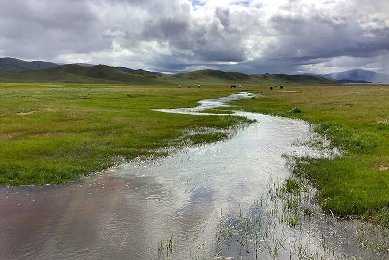 Steppe landscape with green grass and water, Mongolia