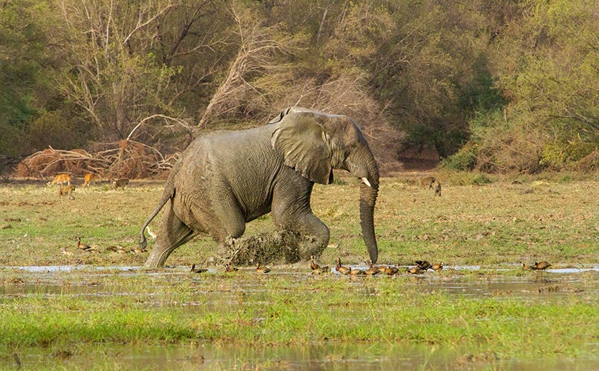 Elephant in marshland in Zakouma National Park, Chad