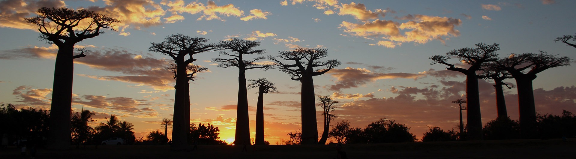 Avenue of the Baobabs at sunset, Madagascar