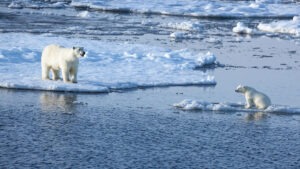Polar bear and cub on sea ice in Svalbard, Norway