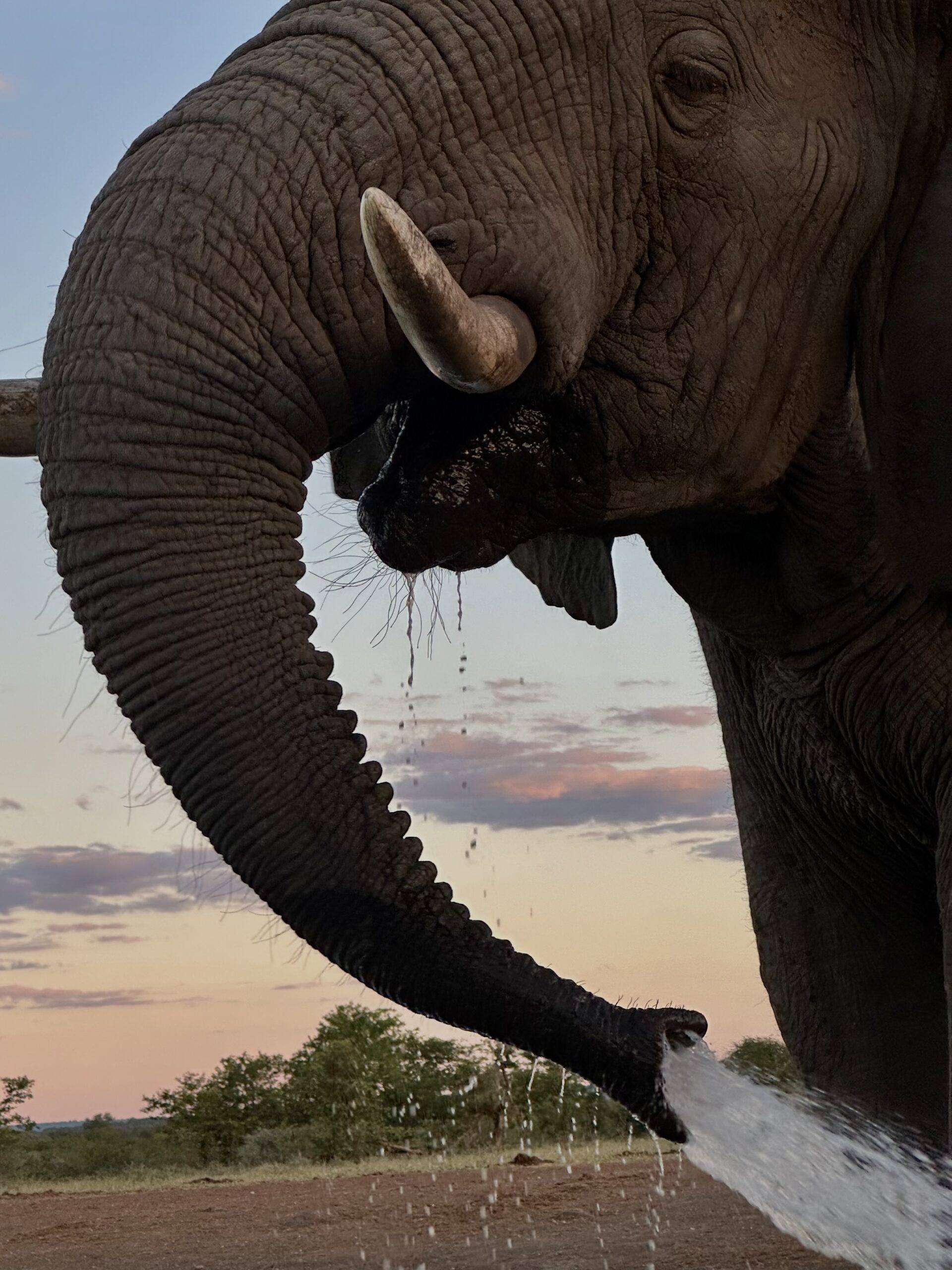 Travel Photo: Elephant spraying water in Zimbabwe.