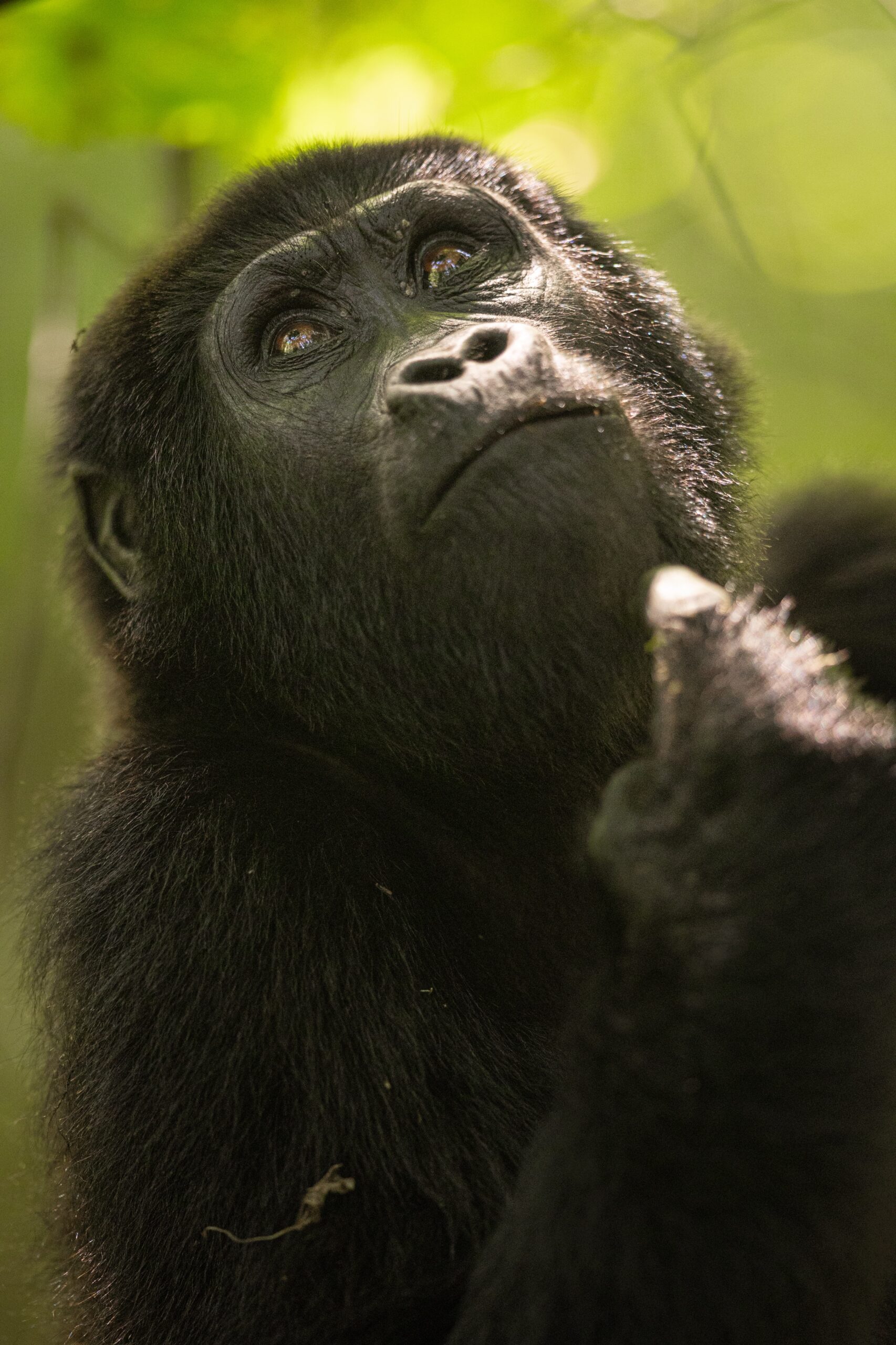 Travel Photo: Gorilla in Bwindi Impenetrable Forest in Uganda.
