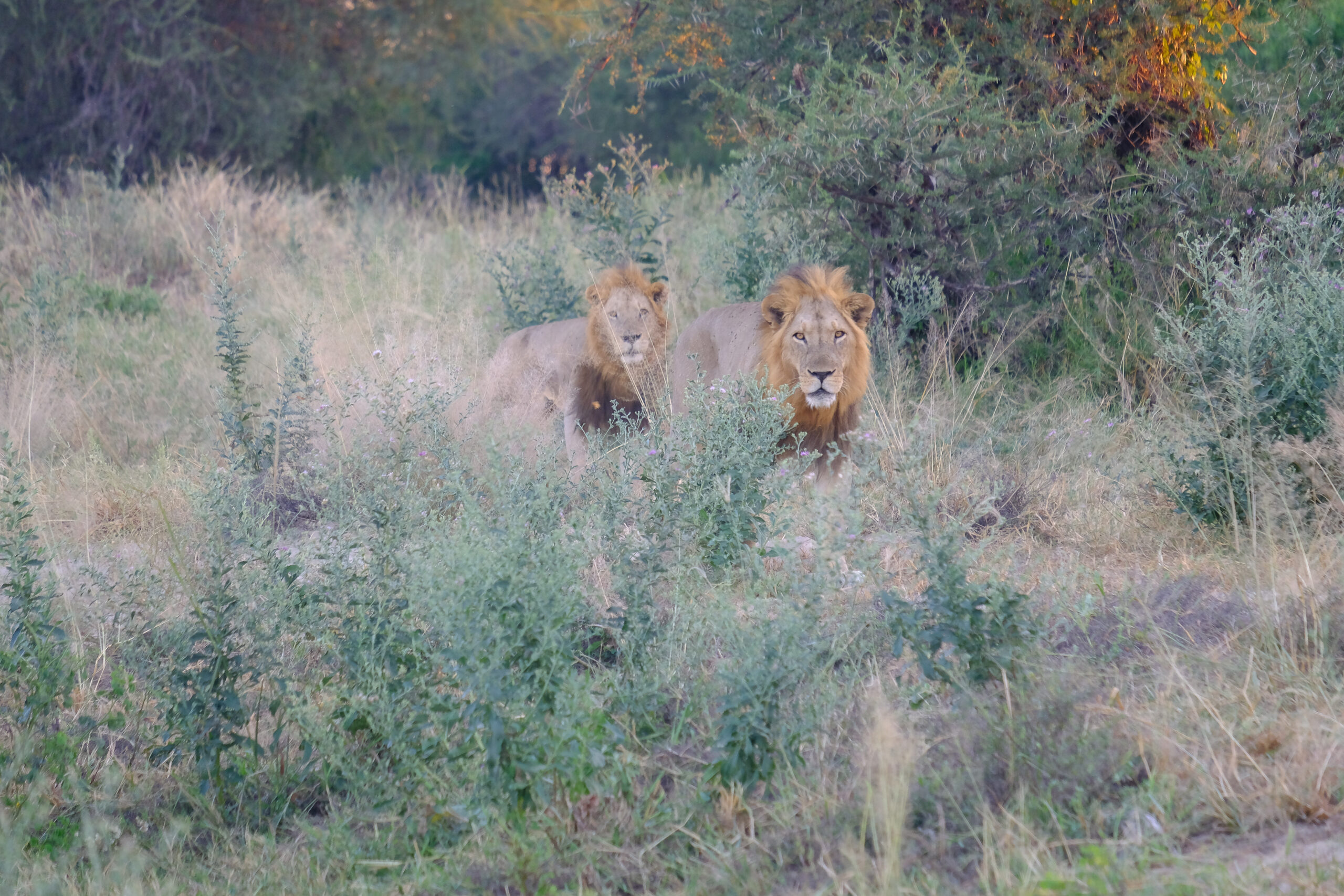Travel Photo: Lions in Ruaha National Park in Tanzania.