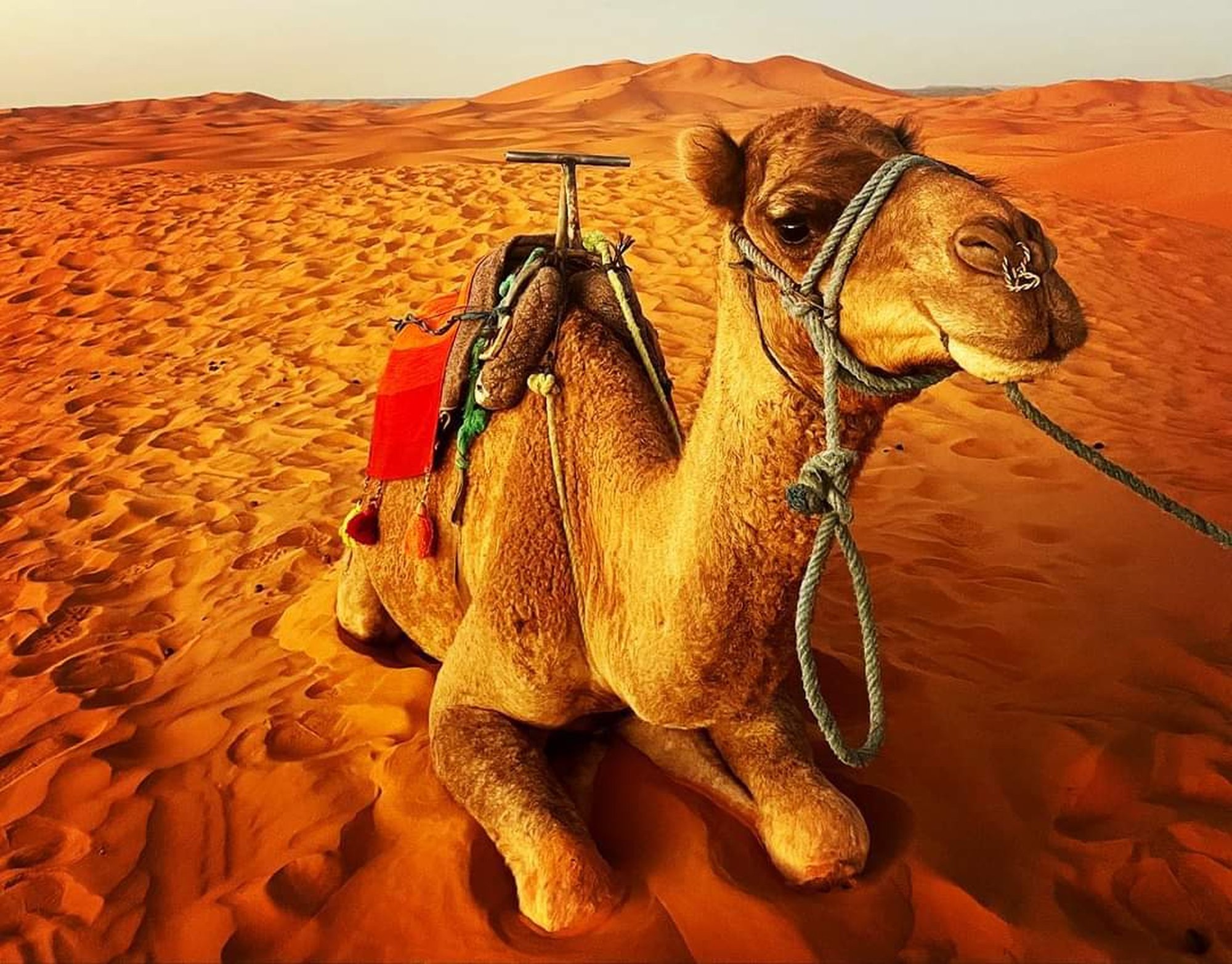 Travel Photo: Camel in the Sahara Desert in Morocco.