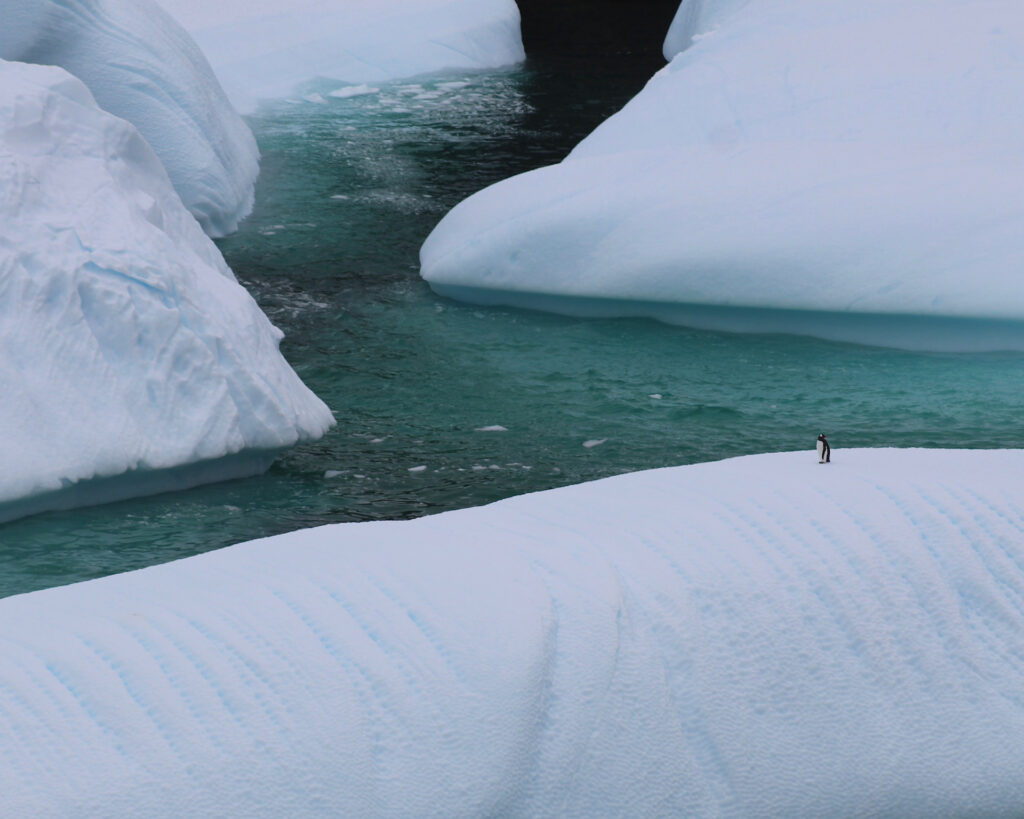 "Tiny Travel Photo: A lone penguin stand in the vast expanse of the Antarctic ice.