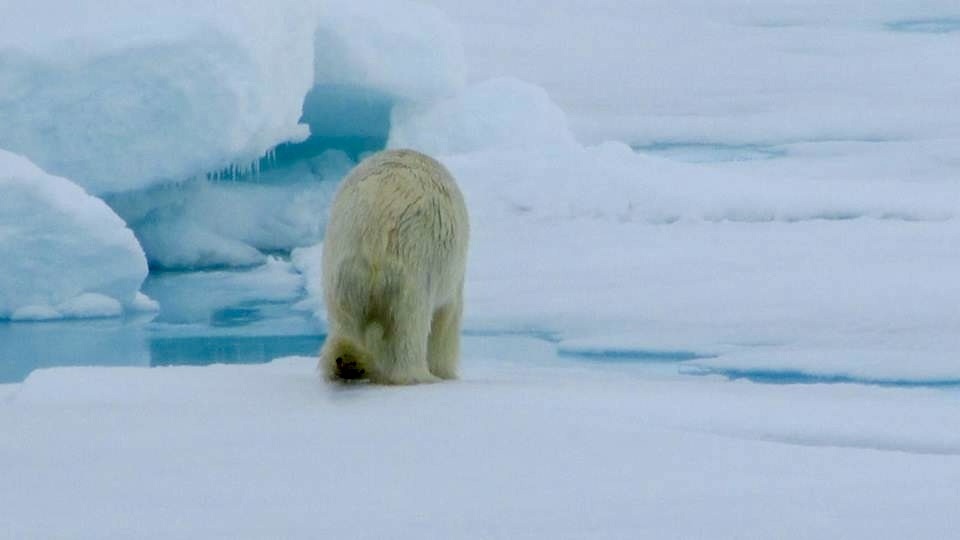 Travel Photo: Polar bear in the Arctic.