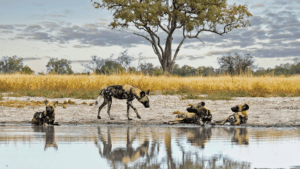Wild African painted dogs resting by a watering hole in a scenic savanna landscape, showcasing Southern Africa travel.