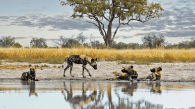 Wild African painted dogs resting by a watering hole in a scenic savanna landscape, showcasing Southern Africa travel.