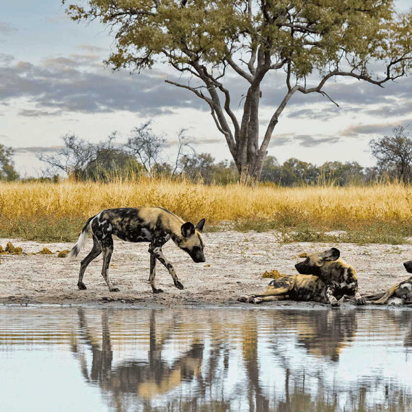 Wild African painted dogs resting by a watering hole in a scenic savanna landscape, showcasing Southern Africa travel.