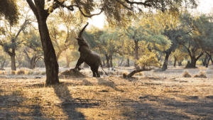 Walking safari, Zambia
