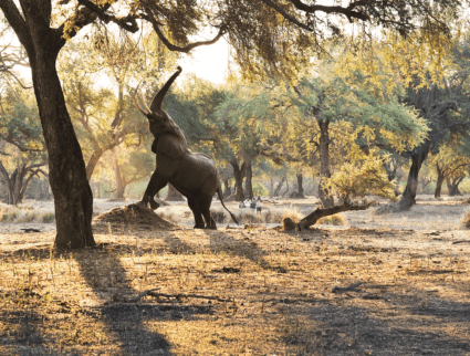 Walking safari, Zambia